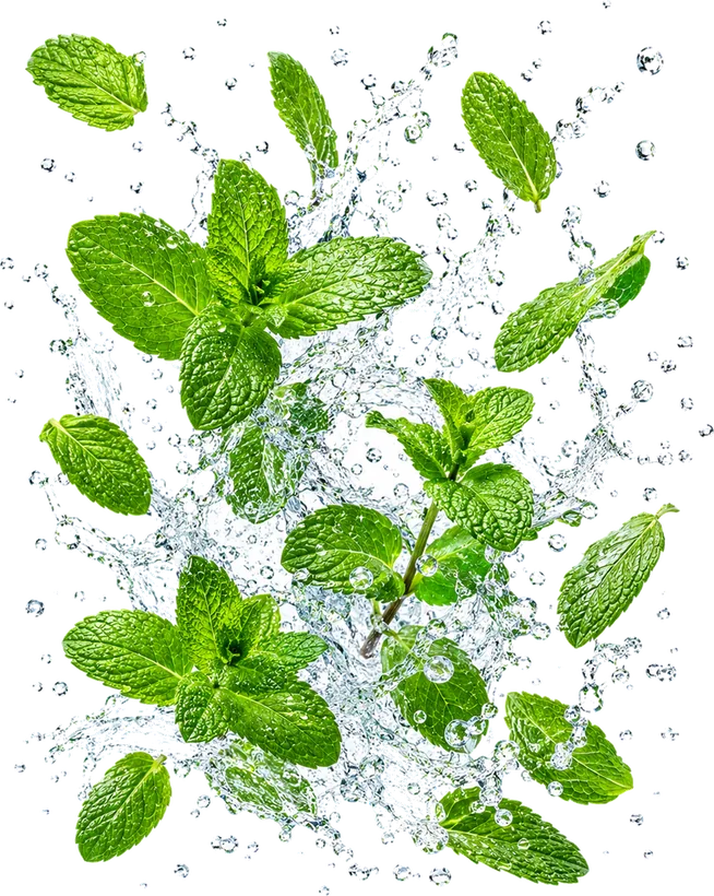 Spear Mint